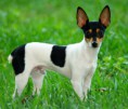 /album/galeria-de-fotos/american-toy-terrier-jpg/